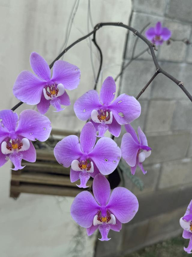 Phalaenopsis schilleriana
