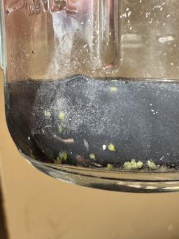 Phalaenopsis schilleriana