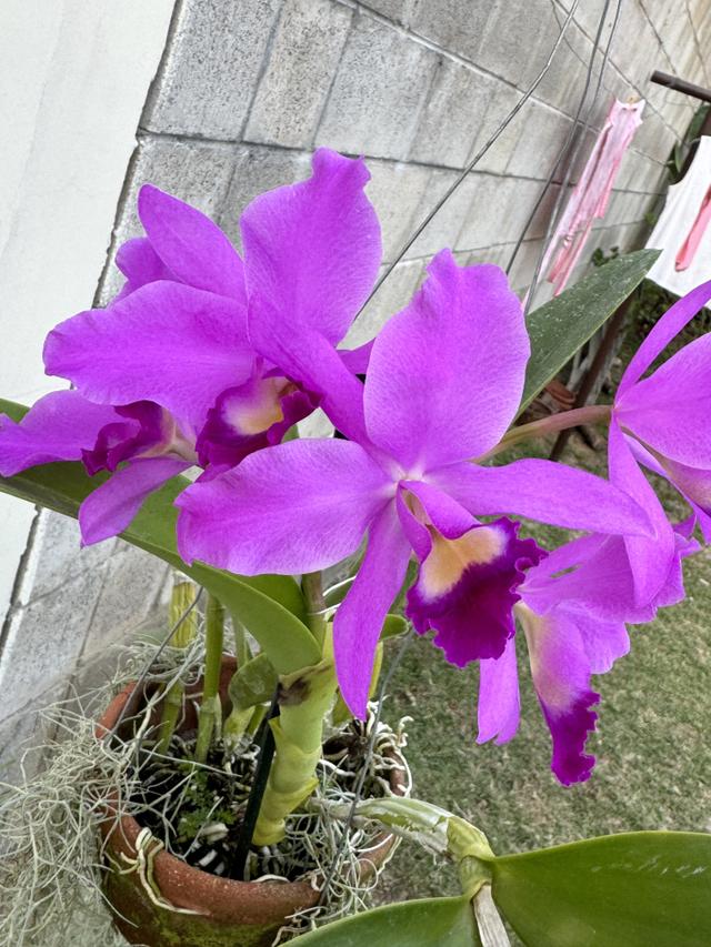 Cattleya Portia